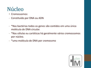 Núcleo
• Cromossomos:
- Constituído por DNA ou ADN
- *Nas bactérias todos os genes são contidos em uma única
molécula de DNA circular.
- *Nas células eu carióticas há geralmente vários cromossomos
por núcleo.
- *uma molécula de DNA por cromossmo
 