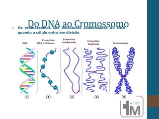 Do DNA ao Cromossomo
 Os cromossomos são estruturas condensadas do DNA
quando a célula entra em divisão
DNA
Cromatina:
DNA + Histonas
Cromatina
condensada
Cromatina
duplicada Cromossomo
 