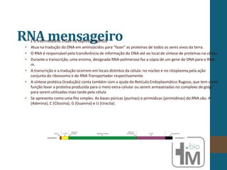 RNA mensageiro
• É o intermediário chave na expressão gênica
• Atua na tradução do DNA em aminoácidos para "fazer" as proteínas de todos os seres vivos da terra.
• O RNA é responsável pela transferência de informação do DNA até ao local de síntese de proteínas na célula.
• Durante a transcrição, uma enzima, designada RNA-polimerase faz a cópia de um gene do DNA para o RNA-
m.
• A transcrição e a tradução ocorrem em locais distintos da célula: no núcleo e no citoplasma,pela ação
conjunta do ribossomo e do RNA Transportador respectivamente.
• A síntese protéica (tradução) conta também com a ajuda do Retículo Endoplasmático Rugoso, que tem como
função levar a proteína produzida para o meio extra-celular ou serem armazenadas no complexo de golgi
para serem utilizadas mais tarde pela célula
• Se apresenta como uma fita simples. As bases púricas (purinas) e pirimídicas (pirimidinas) do RNA são: A
(Adenina), C (Citosina), G (Guanina) e U (Uracila).
 