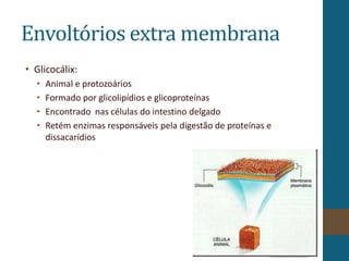 Envoltórios extra membrana
• Glicocálix:
• Animal e protozoários
• Formado por glicolipídios e glicoproteínas
• Encontrado nas células do intestino delgado
• Retém enzimas responsáveis pela digestão de proteínas e
dissacarídios
 