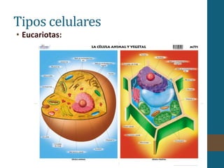 • Eucariotas:
Tipos celulares
 