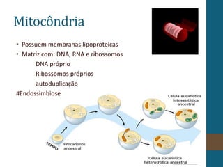 Mitocôndria
• Possuem membranas lipoproteicas
• Matriz com: DNA, RNA e ribossomos
DNA próprio
Ribossomos próprios
autoduplicação
#Endossimbiose
 