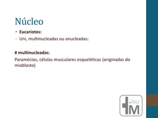 Núcleo
• Eucariotos:
- Uni, multinucleadas ou anucleadas:
# multinucleadas:
Paramécios, células musculares esqueléticas (originadas do
mioblasto)
 