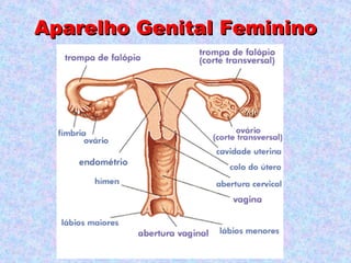 Aparelho Genital Feminino
 