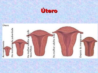 Útero
 