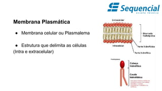 Membrana Plasmática
● Membrana celular ou Plasmalema
● Estrutura que delimita as células
(Intra e extracelular)
 