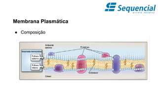 Membrana Plasmática
● Composição
 