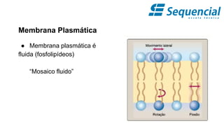 Membrana Plasmática
● Membrana plasmática é
fluida (fosfolipídeos)
“Mosaico fluido”
 