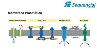 Membrana Plasmática
 