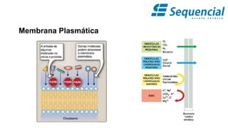 Membrana Plasmática
 