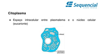 Citoplasma
● Espaço intracelular entre plasmalema e o núcleo celular
(eucarionte)
 