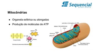 Mitocôndrias
● Organela esférica ou alongadas
● Produção de moléculas de ATP
 