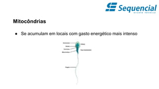 Mitocôndrias
● Se acumulam em locais com gasto energético mais intenso
 