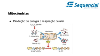 Mitocôndrias
● Produção de energia e respiração celular
 