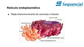 Retículo endoplasmático
● Rede intercomunicante de vesículas e túbulos
 