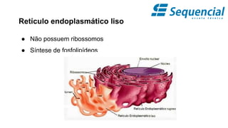 Retículo endoplasmático liso
● Não possuem ribossomos
● Síntese de fosfolipídeos
 