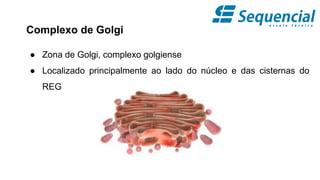 Complexo de Golgi
● Zona de Golgi, complexo golgiense
● Localizado principalmente ao lado do núcleo e das cisternas do
REG
 