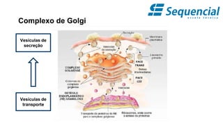Complexo de Golgi
Vesículas de
transporte
Vesículas de
secreção
 