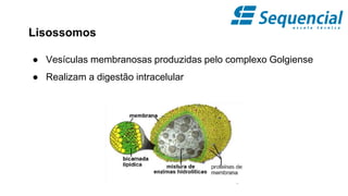 Lisossomos
● Vesículas membranosas produzidas pelo complexo Golgiense
● Realizam a digestão intracelular
 