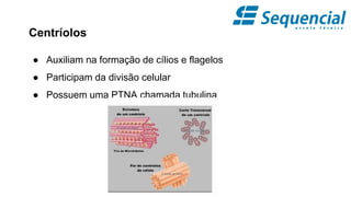 Centríolos
● Auxiliam na formação de cílios e flagelos
● Participam da divisão celular
● Possuem uma PTNA chamada tubulina
 