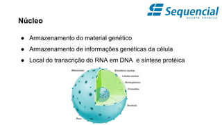 Núcleo
● Armazenamento do material genético
● Armazenamento de informações genéticas da célula
● Local do transcrição do RNA em DNA e síntese protéica
 