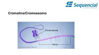 Cromatina/Cromossomo
 