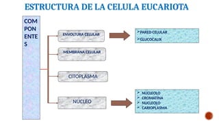 CITOLOGIA , ESTUDIO DE LAS CELULAS GRADO EVOLUTIVO | PPTX