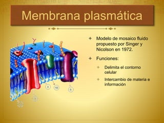 Membrana plasmática
 Modelo de mosaico fluido
propuesto por Singer y
Nicolson en 1972.
 Funciones:
 Delimita el contorno
celular
 Intercambio de materia e
información
 