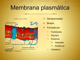 Membrana plasmática
 Semipermeable
 Bicapa
 Formada por:
 Fosfolípidos
 Glúcidos
 Proteínas
 Integrales
 Periféricas
 Colesterol
 