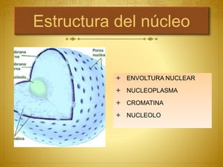 Estructura del núcleo
 ENVOLTURA NUCLEAR
 NUCLEOPLASMA
 CROMATINA
 NUCLEOLO
 