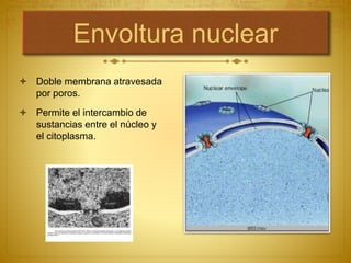 Envoltura nuclear
 Doble membrana atravesada
por poros.
 Permite el intercambio de
sustancias entre el núcleo y
el citoplasma.
 