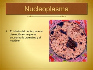 Nucleoplasma
 El interior del núcleo, es una
disolución en la que se
encuentra la cromatina y el
nucléolo.
 