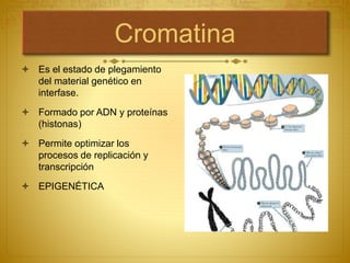 Cromatina
 Es el estado de plegamiento
del material genético en
interfase.
 Formado por ADN y proteínas
(histonas)
 Permite optimizar los
procesos de replicación y
transcripción
 EPIGENÉTICA
 