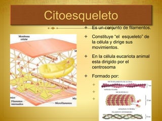 Citoesqueleto
 Es un conjunto de filamentos.
 Constituye “el esqueleto” de
la célula y dirige sus
movimientos.
 En la célula eucariota animal
esta dirigido por el
centrosoma
 Formado por:
 Microtúbulos
 Filamentos intermedios
 Microfilamentos
 