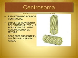 Centrosoma
 ESTÁ FORMADO POR DOS
CENTRIOLOS.
 DIRIGEN EL MOVIMIENTO
DEL CITOESQUELETO Y LA
FORMACIÓN DEL HUSO
ACROMÁTICO EN LA
MITOSIS
 SÓLO ESTÁ PRESENTE EN
LA CÉLULA EUCARIOTA
ANIMAL
 