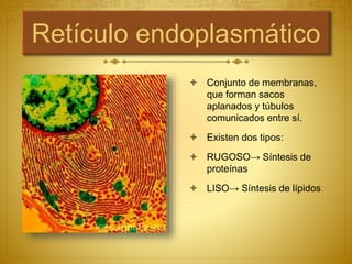 Retículo endoplasmático
 Conjunto de membranas,
que forman sacos
aplanados y túbulos
comunicados entre sí.
 Existen dos tipos:
 RUGOSO→ Síntesis de
proteínas
 LISO→ Síntesis de lípidos
 