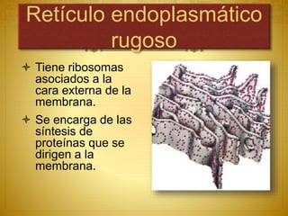 Retículo endoplasmático
rugoso
 Tiene ribosomas
asociados a la
cara externa de la
membrana.
 Se encarga de las
síntesis de
proteínas que se
dirigen a la
membrana.
 