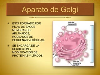 Aparato de Golgi
 ESTA FORMADO POR
PILAS DE SACOS
MEMBRANOS
APLANADOS,
RODEADOS DE
PEQUEÑAS VESÍCULAS.
 SE ENCARGA DE LA
SECRECIÓN Y
MODIFICACIÓN DE
PROTEÍNAS Y LÍPIDOS
 