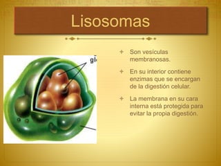 Lisosomas
 Son vesículas
membranosas.
 En su interior contiene
enzimas que se encargan
de la digestión celular.
 La membrana en su cara
interna está protegida para
evitar la propia digestión.
 