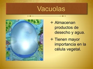 Vacuolas
 Almacenan
productos de
desecho y agua.
 Tienen mayor
importancia en la
célula vegetal.
 