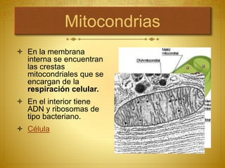 Mitocondrias
 En la membrana
interna se encuentran
las crestas
mitocondriales que se
encargan de la
respiración celular.
 En el interior tiene
ADN y ribosomas de
tipo bacteriano.
 Célula
 