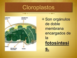 Cloroplastos
Son orgánulos
de doble
membrana
encargados de
la
fotosíntesi
s.
 