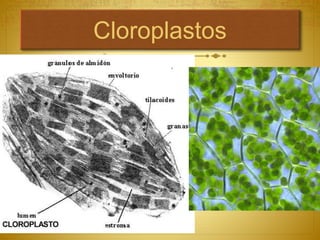 Cloroplastos
 