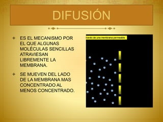 DIFUSIÓN
 ES EL MECANISMO POR
EL QUE ALGUNAS
MOLÉCULAS SENCILLAS
ATRAVIESAN
LIBREMENTE LA
MEMBRANA.
 SE MUEVEN DEL LADO
DE LA MEMBRANA MAS
CONCENTRADO AL
MENOS CONCENTRADO.
 