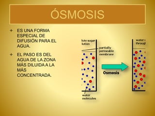 ÓSMOSIS
 ES UNA FORMA
ESPECIAL DE
DIFUSIÓN PARA EL
AGUA.
 EL PASO ES DEL
AGUA DE LA ZONA
MÁS DILUIDA A LA
MÁS
CONCENTRADA.
 