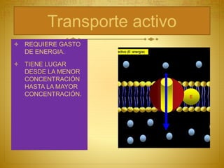 Transporte activo
 REQUIERE GASTO
DE ENERGIA.
 TIENE LUGAR
DESDE LA MENOR
CONCENTRACIÓN
HASTA LA MAYOR
CONCENTRACIÓN.
 