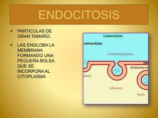 ENDOCITOSIS
 PARTICULAS DE
GRAN TAMAÑO.
 LAS ENGLOBA LA
MEMBRANA
FORMANDO UNA
PEQUEÑA BOLSA
QUE SE
INCORPORA AL
CITOPLASMA
 