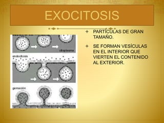 EXOCITOSIS
 PARTÍCULAS DE GRAN
TAMAÑO.
 SE FORMAN VESÍCULAS
EN EL INTERIOR QUE
VIERTEN EL CONTENIDO
AL EXTERIOR.
 