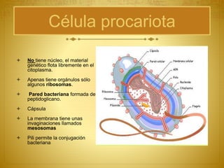 Célula procariota
 No tiene núcleo, el material
genético flota libremente en el
citoplasma.
 Apenas tiene orgánulos sólo
algunos ribosomas.
 Pared bacteriana formada de
peptidoglicano.
 Cápsula
 La membrana tiene unas
invaginaciones llamados
mesosomas
 Pili permite la conjugación
bacteriana
 