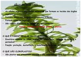 CÉLULAS VEGETAIS As células vegetais são células eucariotas que formam os tecidos dos órgãos vegetais. Possuem membrana plasmática citoplasma e núcleo. Formam todos os vegetais. São células diferentes da animal por apresentarem: Parede celulósica ou Parede celular  e  plastos. O QUE É PAREDE CELULAR OU CELULÓSICA? Envoltório externo da célula vegetal,bastante rígido, formado de celulose e permeável. Função: proteção, sustentação e manutenção da forma da célula. O QUE SÃO CLOROPLASTOS? São plastos que armazenam clorofila e são responsáveis pela fotossíntese. Os  Cloroplastos  são os principais plastos. 